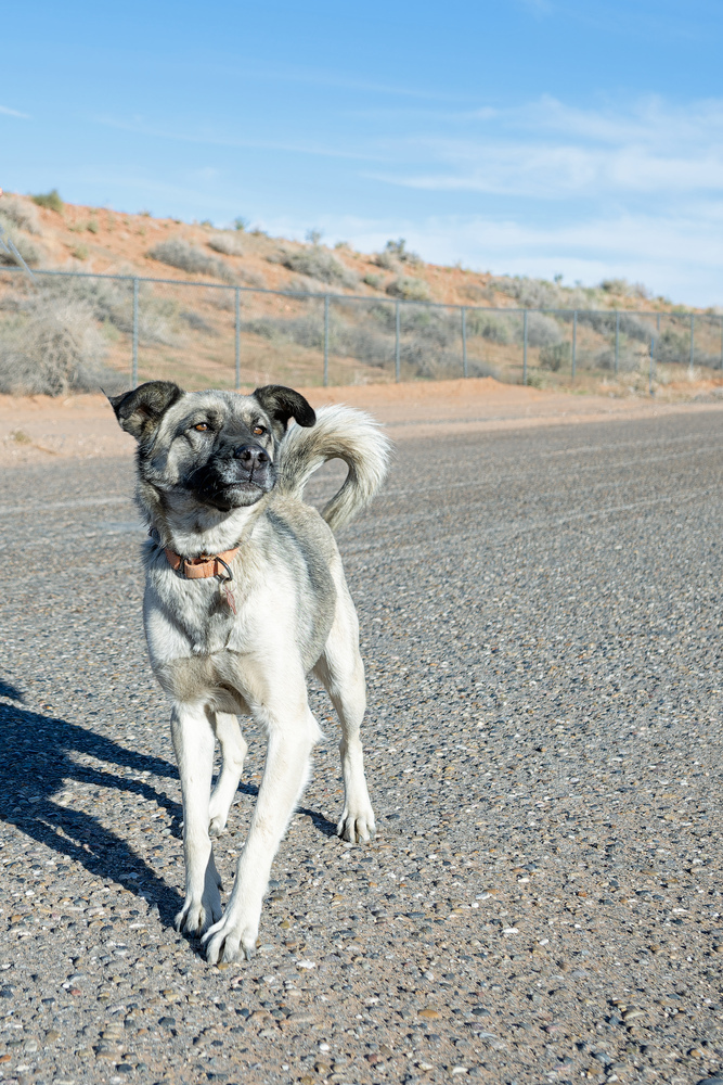 Lima, an adoptable Shepherd in Page, AZ, 86040 | Photo Image 1
