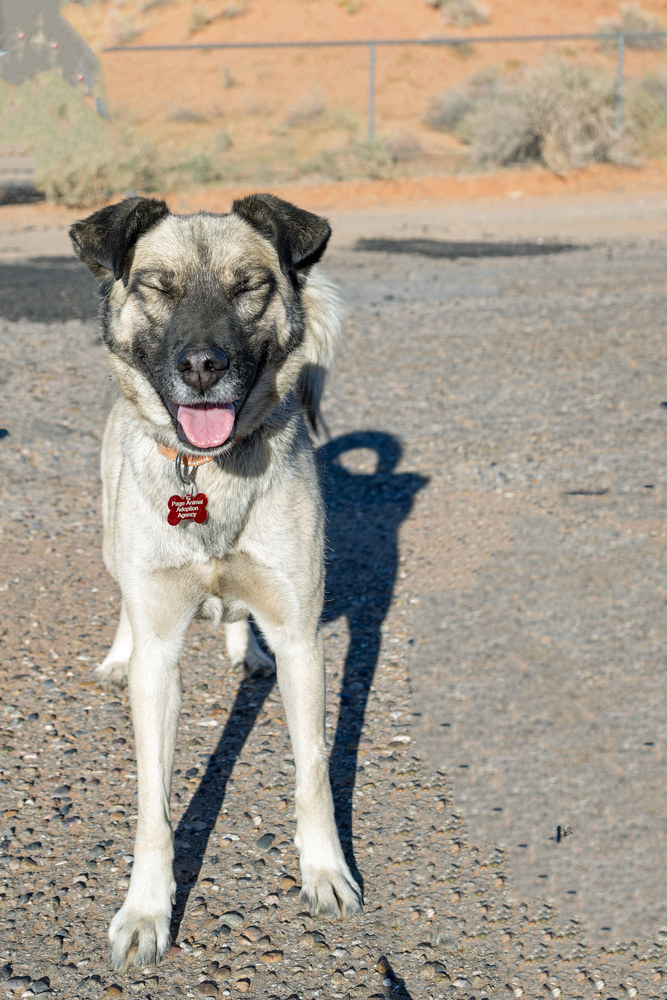 Lima, an adoptable Shepherd in Page, AZ, 86040 | Photo Image 2