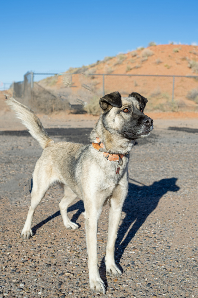 Lima, an adoptable Shepherd in Page, AZ, 86040 | Photo Image 3