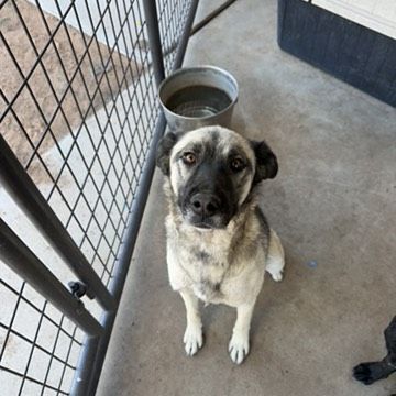 Lima, an adoptable Shepherd in Page, AZ, 86040 | Photo Image 4