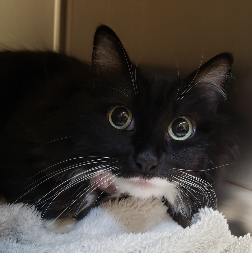 Miaa, an adoptable Domestic Long Hair in Challis, ID, 83226 | Photo Image 1