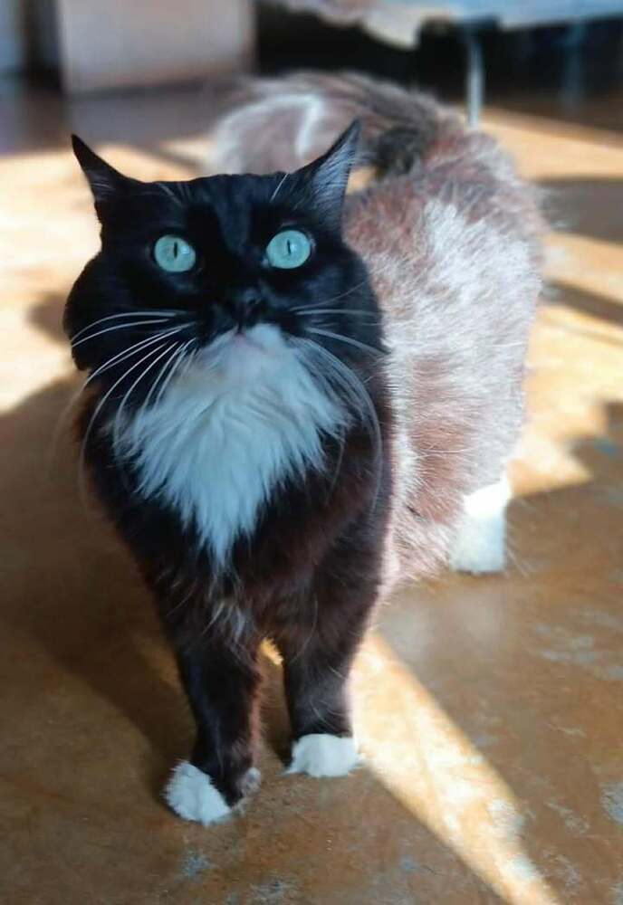 Miaa, an adoptable Domestic Long Hair in Challis, ID, 83226 | Photo Image 1