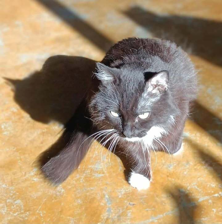 Miaa, an adoptable Domestic Long Hair in Challis, ID, 83226 | Photo Image 3