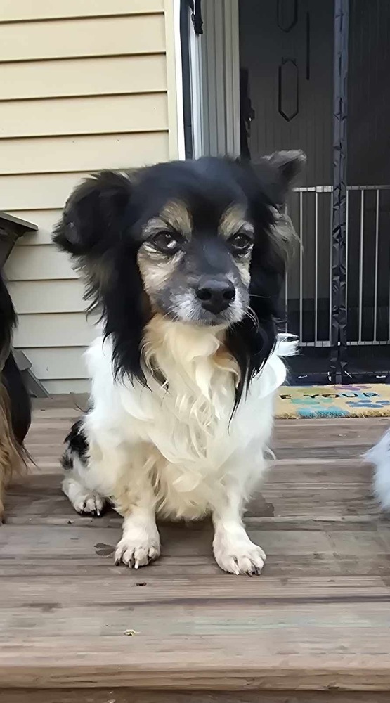 Milton A373278, an adoptable Papillon in Rockland, WI, 54653 | Photo Image 1