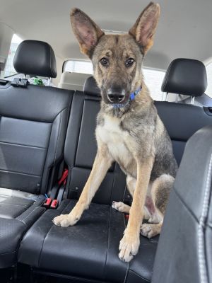 Zen, Young Male German Shepherd Dog