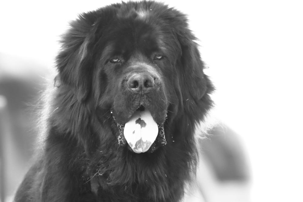 Bear, an adoptable Tibetan Mastiff in Salmon, ID, 83467 | Photo Image 1