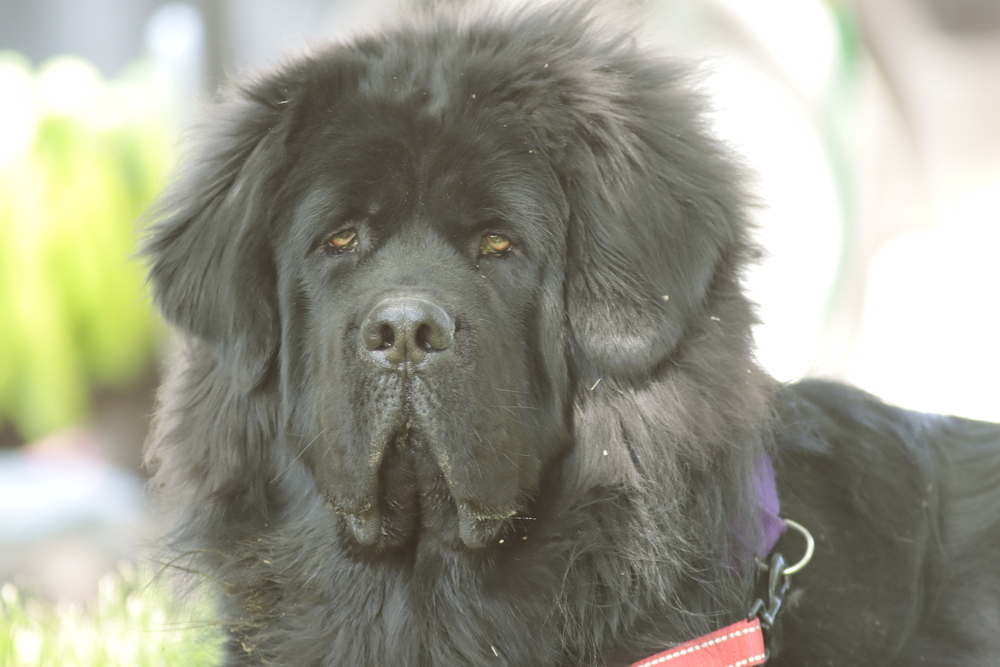 Bear, an adoptable Tibetan Mastiff in Salmon, ID, 83467 | Photo Image 2