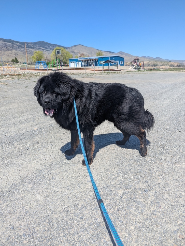 Bear, an adoptable Tibetan Mastiff in Salmon, ID, 83467 | Photo Image 3