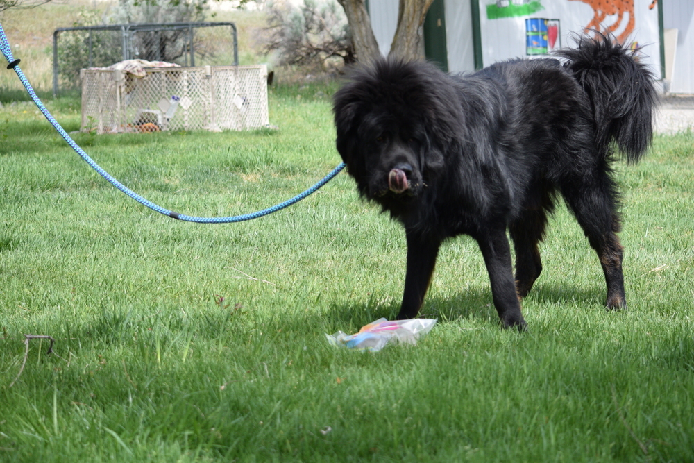 Bear, an adoptable Tibetan Mastiff in Salmon, ID, 83467 | Photo Image 4