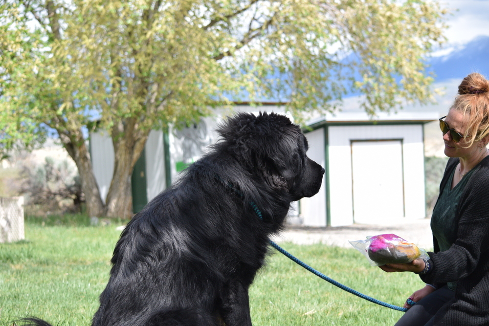 Bear, an adoptable Tibetan Mastiff in Salmon, ID, 83467 | Photo Image 5