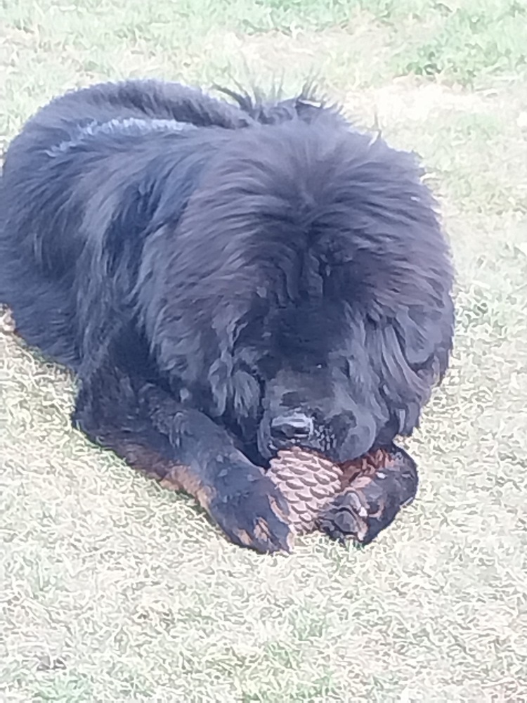 Bear, an adoptable Tibetan Mastiff in Salmon, ID, 83467 | Photo Image 6