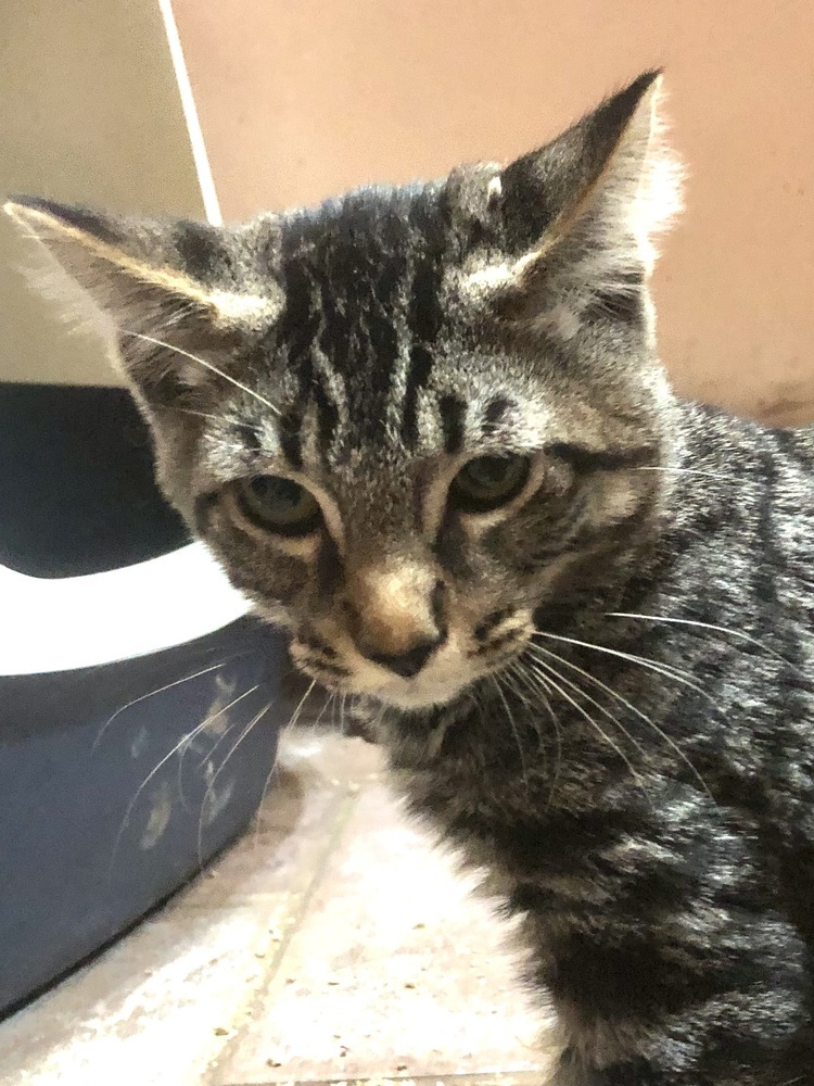 Bear Claw, an adoptable Domestic Short Hair in Bellingham, WA, 98227 | Photo Image 1