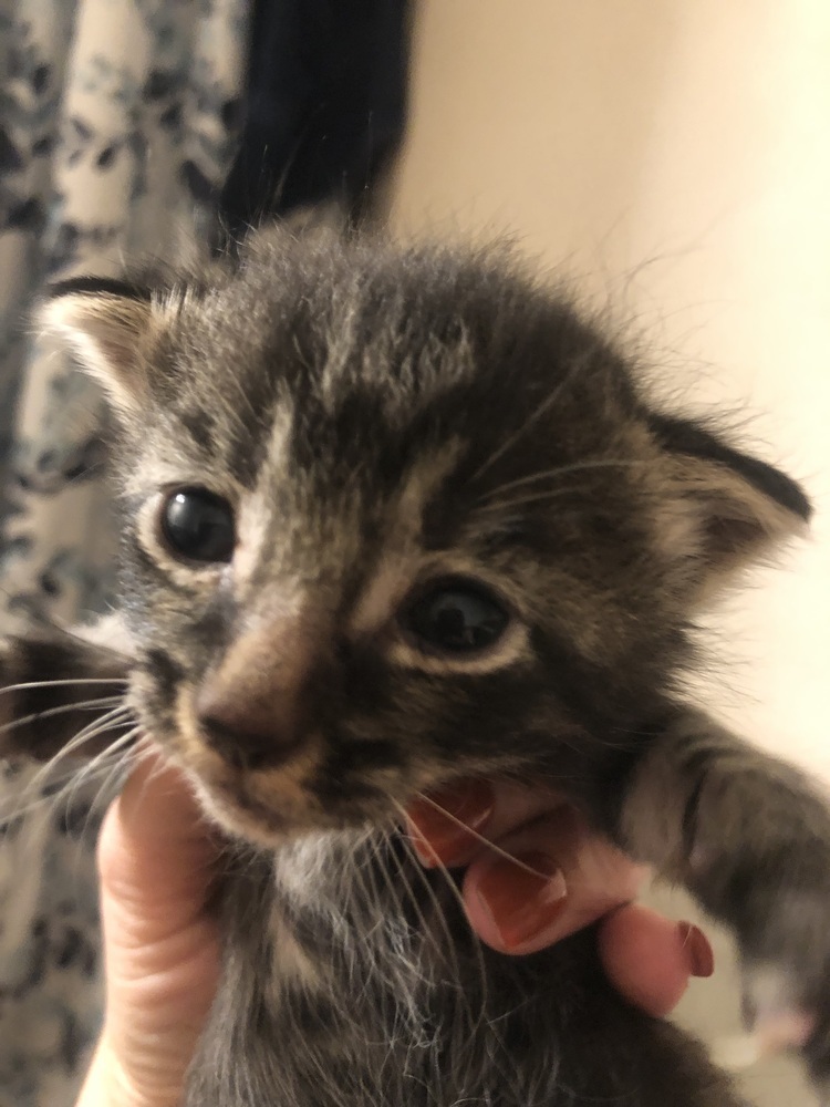 Bear Claw, an adoptable Domestic Short Hair in Bellingham, WA, 98227 | Photo Image 2