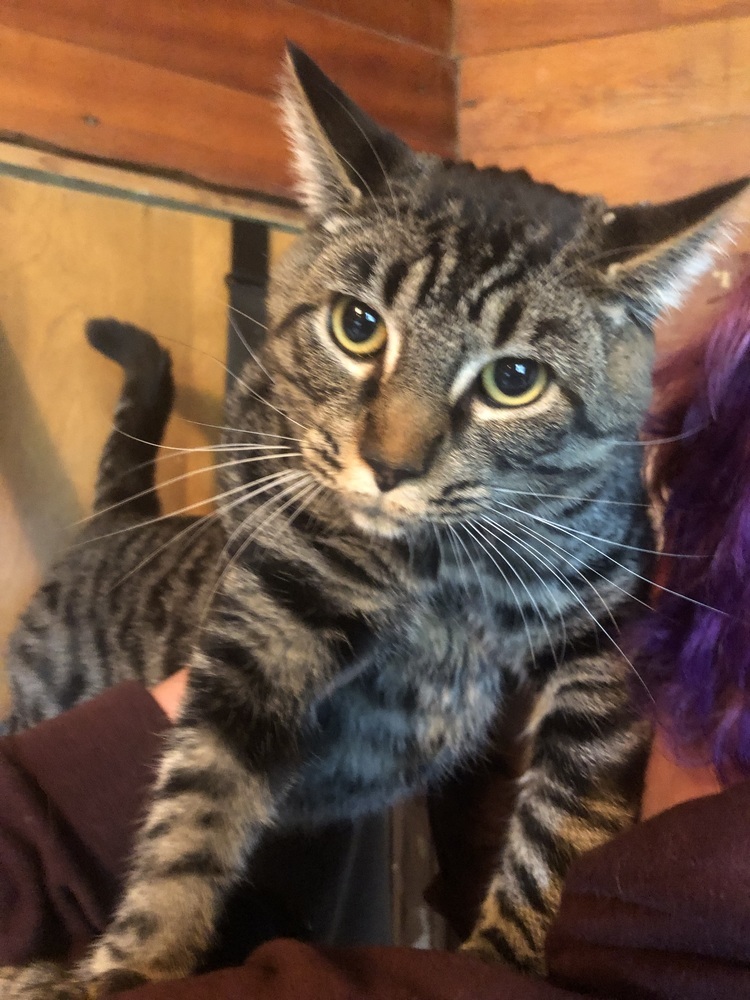 Bear Claw, an adoptable Domestic Short Hair in Bellingham, WA, 98227 | Photo Image 4