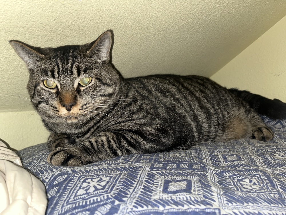 Bear Claw, an adoptable Domestic Short Hair in Bellingham, WA, 98227 | Photo Image 5