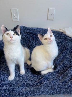 Mickey &amp; Ricki, Adult Male Domestic Short Hair