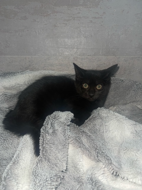 Ebony photo 1