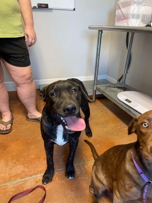 Tiger, Young Male Labrador Retriever