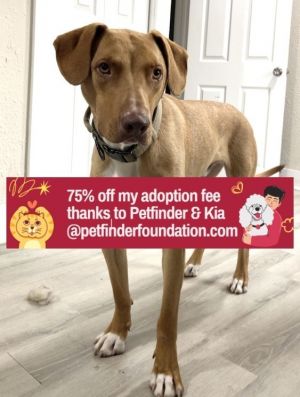 Dan, Adult Male Vizsla