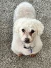 Buddy photo 1