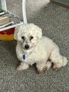 Buddy photo 2