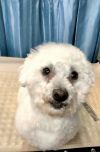Buddy photo 3