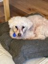 Buddy photo 4