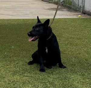 Raven, Baby Female Mixed Breed