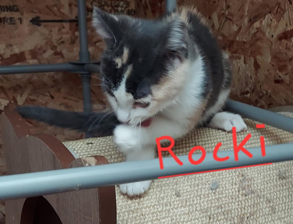 Rocki