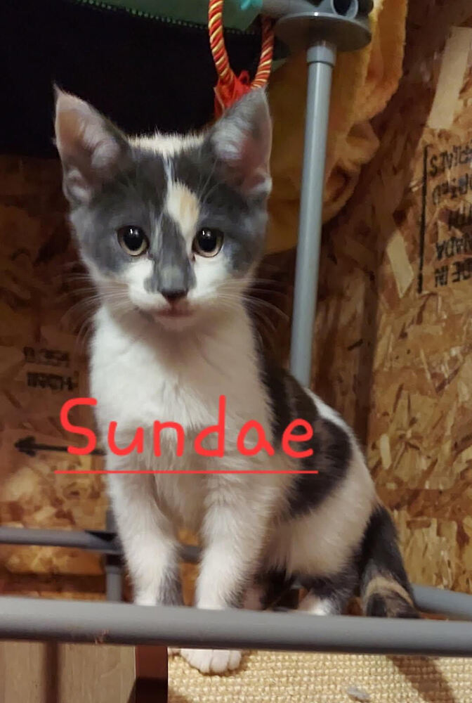 Sundae