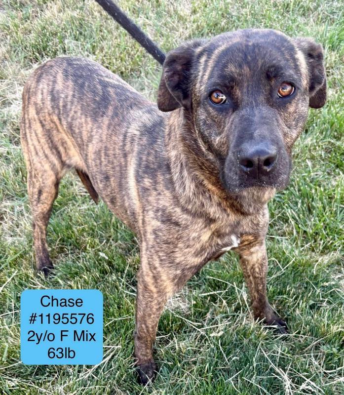 Chase