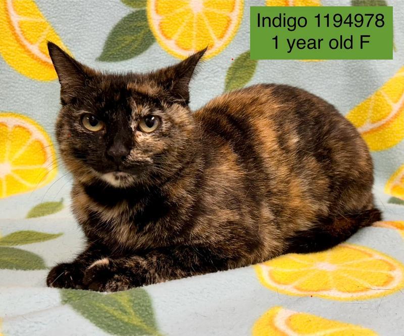 Indigo