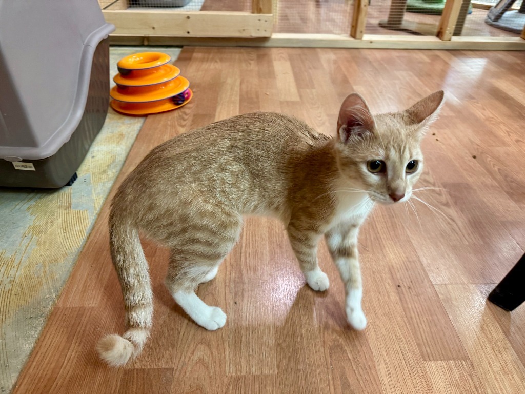 Sunshine, an adoptable Domestic Short Hair in Grand Rapids, MN, 55744 | Photo Image 1