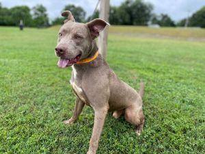 Dooku is a striking young one-year-old Pit Bull Terrier with a dove grey coat He was found on his o