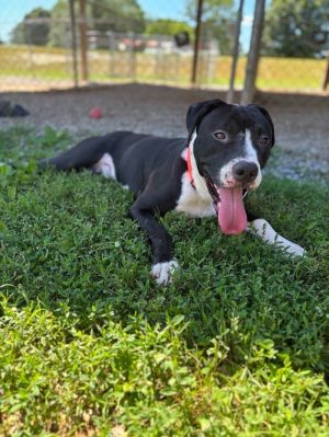 Darius is a handsome two-year-old black and white Pit Bull Terrier He was found on his own on Morga