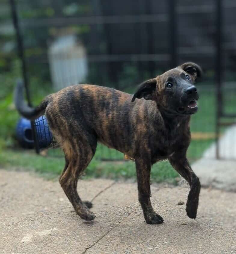 Tara