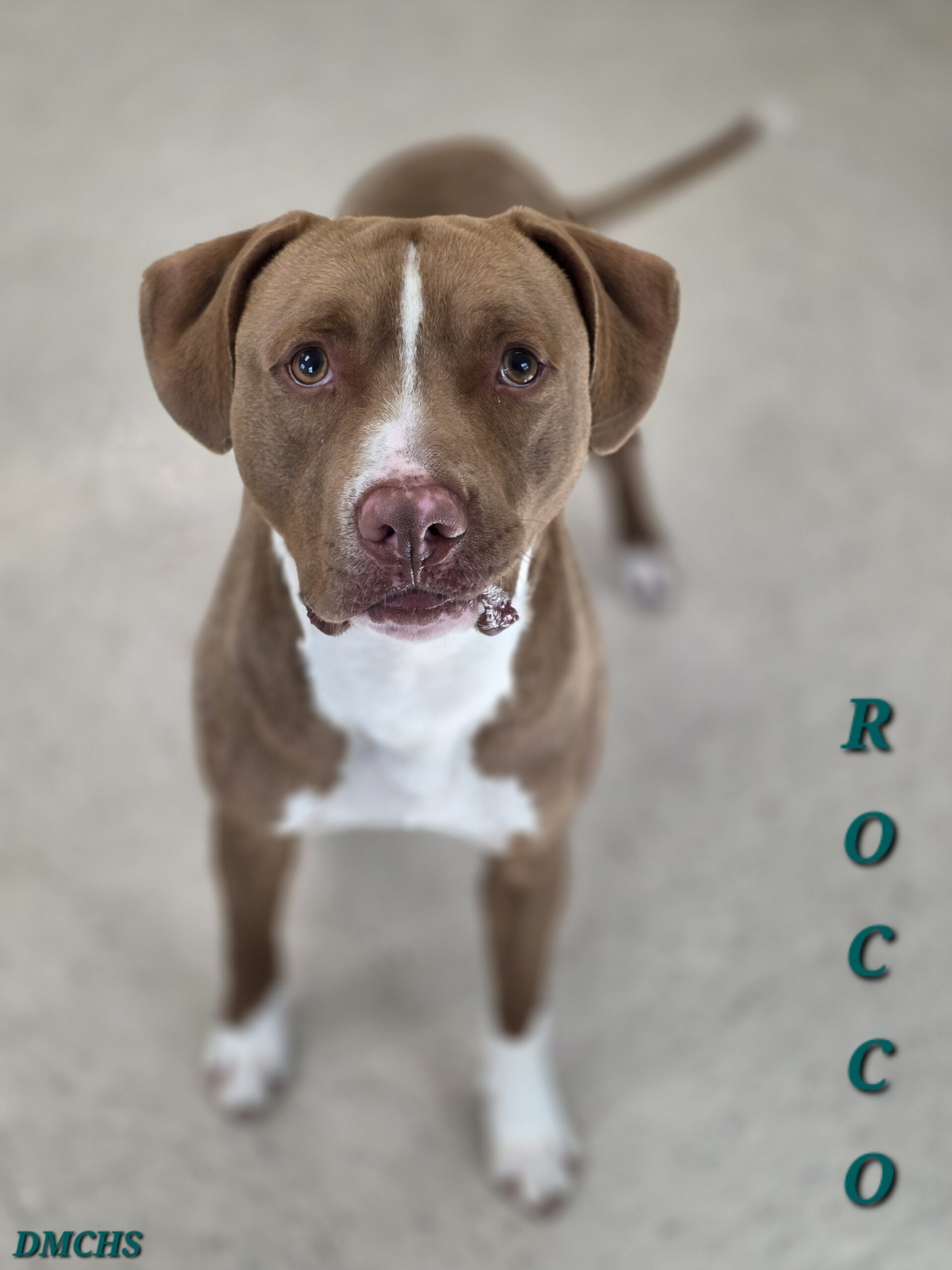 Rocco