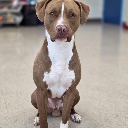 Rocco