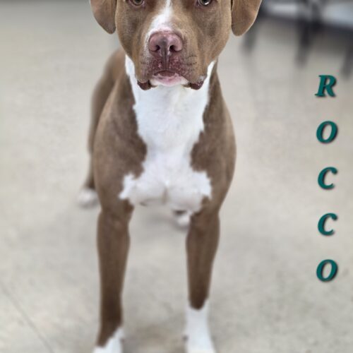 Rocco