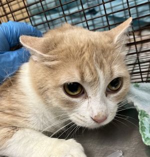 Primary Color Cream Tabby Secondary Color White Weight 68lbs Animal has been Spayed