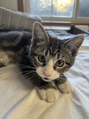 Primary Color Brown Tabby Secondary Color White Weight 39375lbs Age 0yrs 5mths 0wks Animal has 