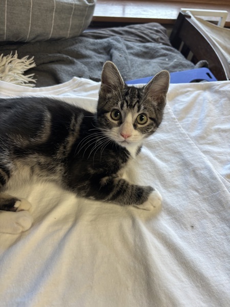 Fergus, an adoptable Domestic Short Hair in Spokane Valley, WA, 99212 | Photo Image 3