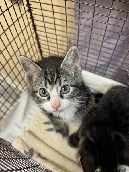Fergus, an adoptable Domestic Short Hair in Spokane Valley, WA, 99212 | Photo Image 4