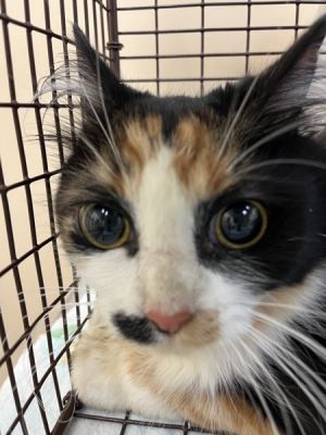 Primary Color Tortoiseshell Secondary Color White Weight 68lbs Animal has been Spayed