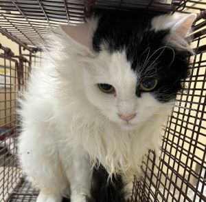 Primary Color White Secondary Color Black Weight 105lbs Animal has been Neutered
