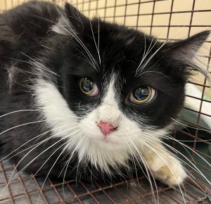 Primary Color Tuxedo Weight 92lbs Animal has been Neutered