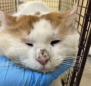 Primary Color White Secondary Color Orange Weight 1283lbs Animal has been Neutered