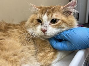 Primary Color Orange Tabby Secondary Color White Weight 96lbs Animal has been Neutered