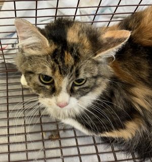 Primary Color Torbie Secondary Color White Weight 6lbs Animal has been Spayed