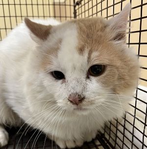 Primary Color White Secondary Color Orange Tabby Weight 118lbs Animal has been Neutered